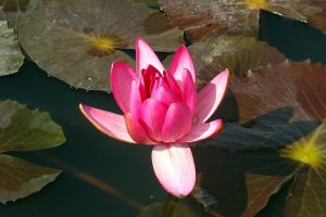 Basic Light Key Blueprint Course for Life and Beyond!